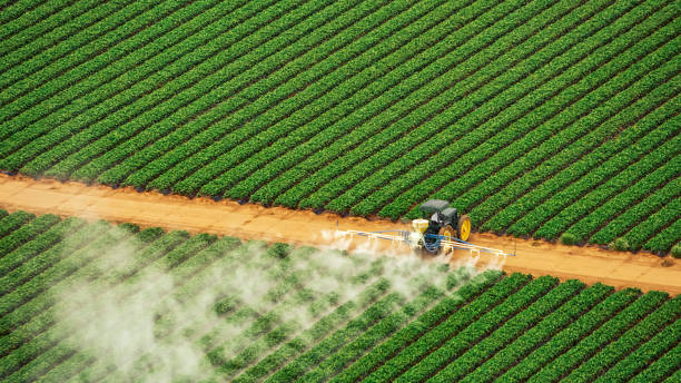 Best Ant Control Services  in Red Bay, AL