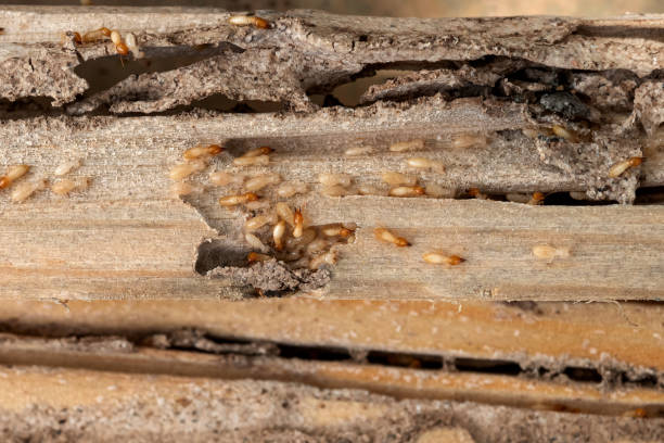 Best Pest Control Treatment  in Red Bay, AL