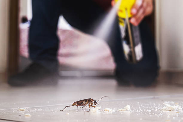 Best Wasp Removal Services  in Red Bay, AL